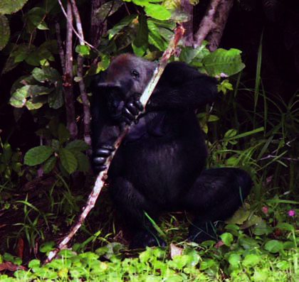 gorila usa una herramienta primitiva